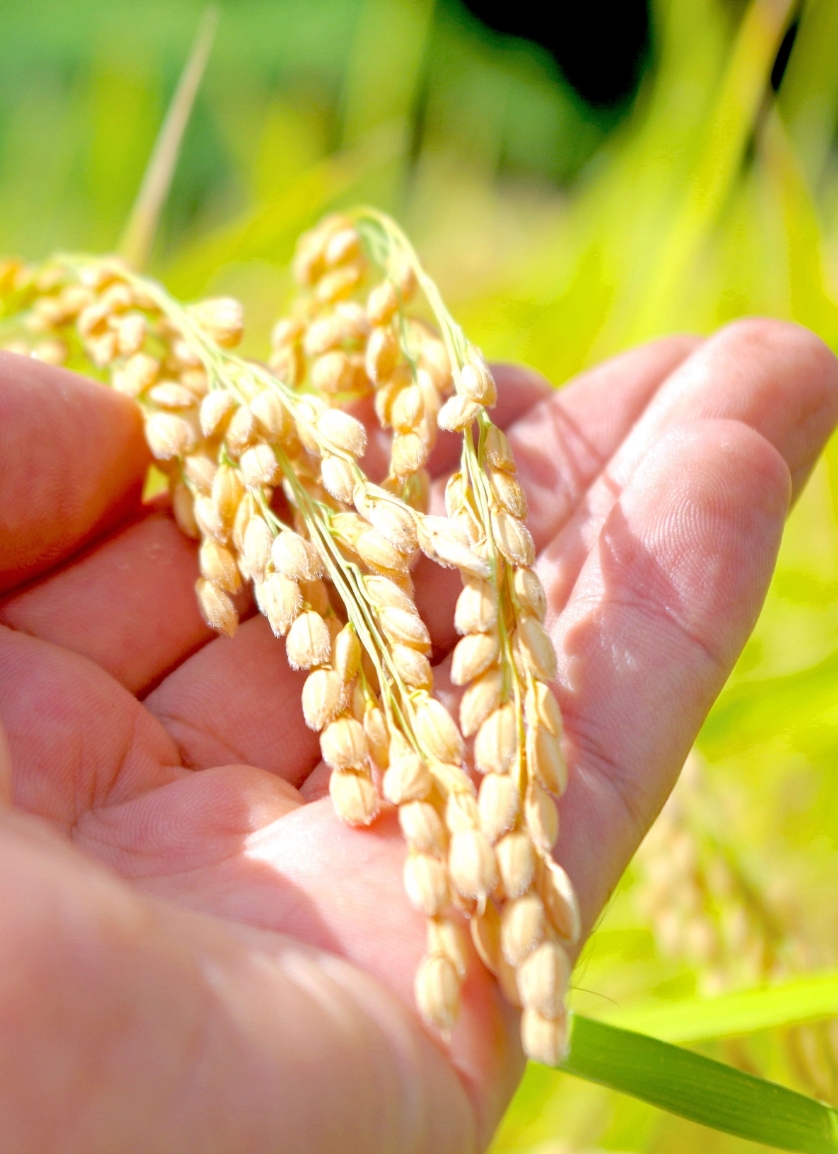 稲穂を持っている様子