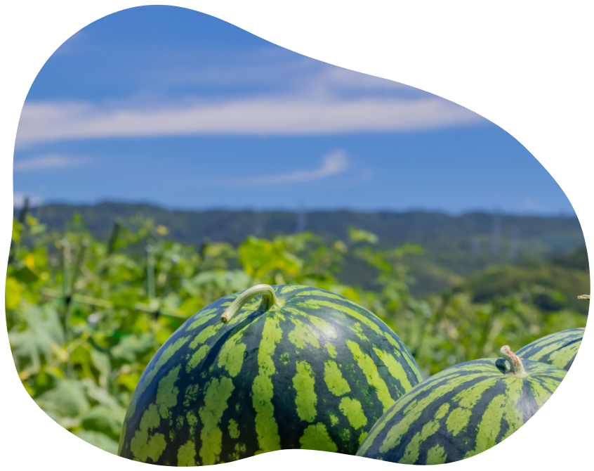 スイカのイメージ画像