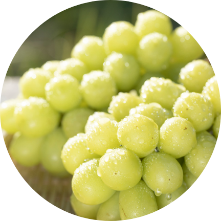 ふるさと納税返礼品