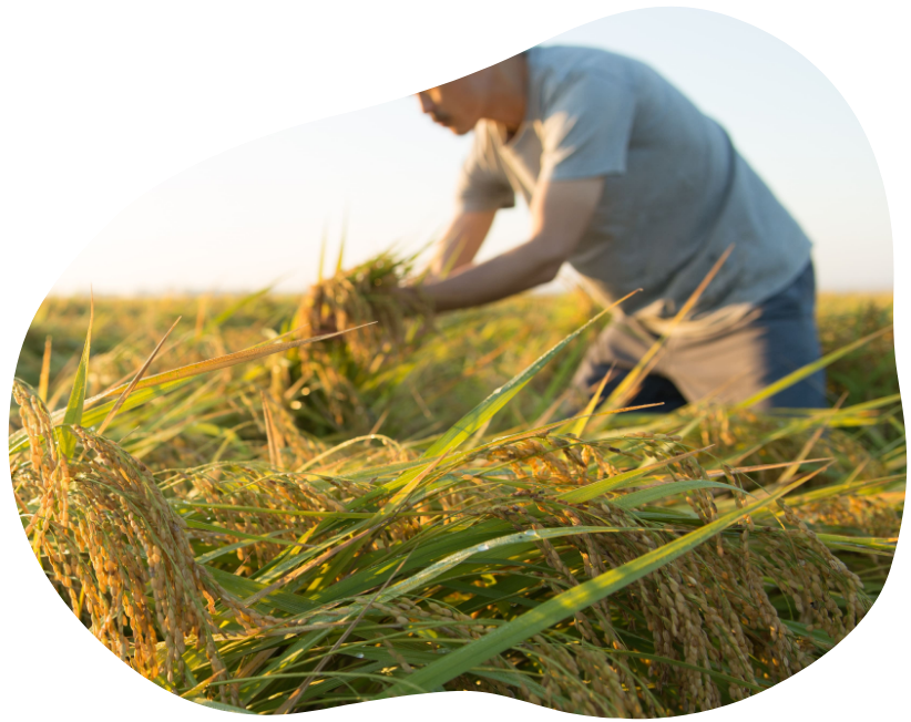稲刈りのイメージ画像