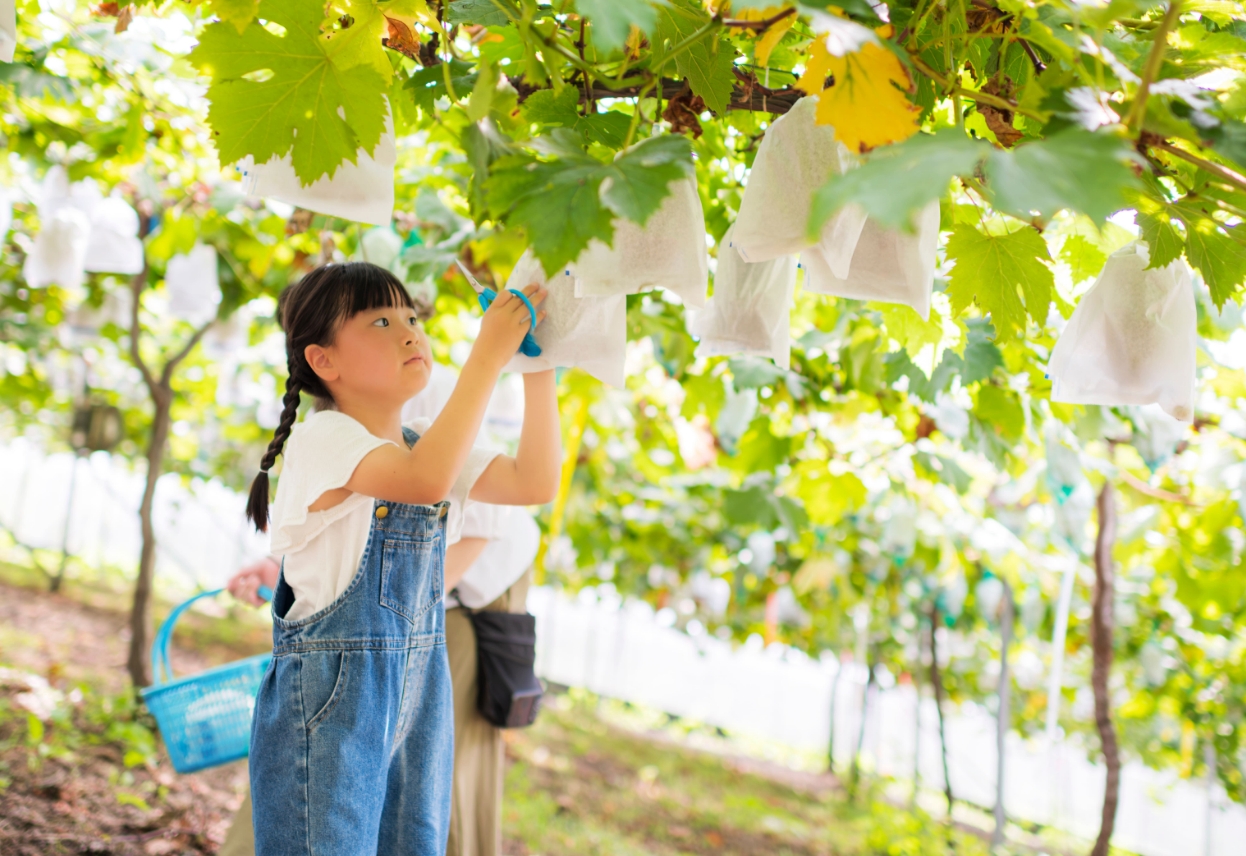 ブドウ狩りをする女の子