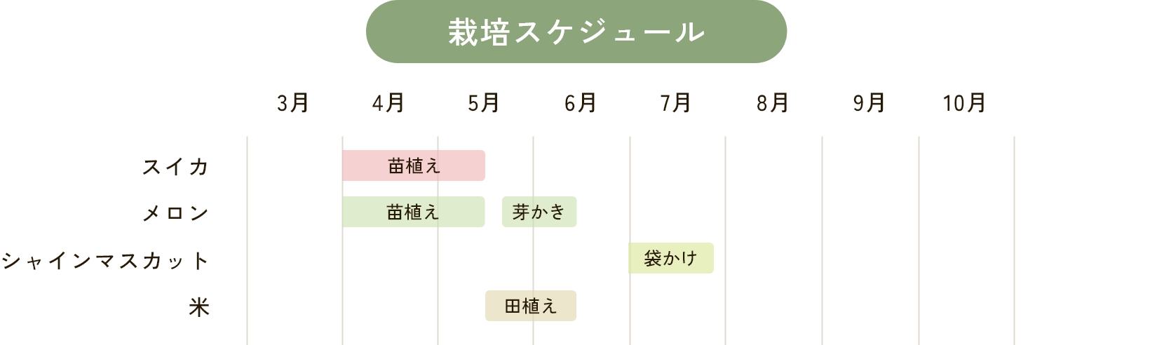 栽培スケジュール