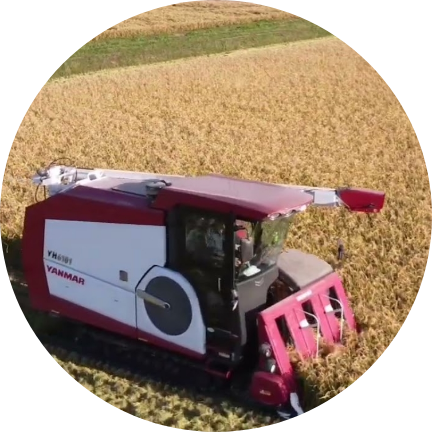 お米の刈り取り